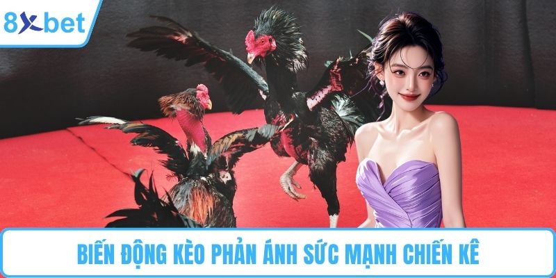 Biến động kèo phản ánh sức mạnh chiến kê