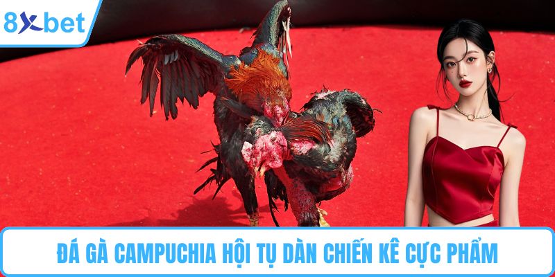 Đá gà Campuchia hội tụ dàn chiến kê cực phẩm
