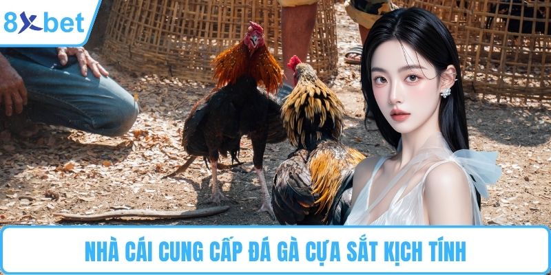 Nhà cái cung cấp đá gà cựa sắt kịch tính