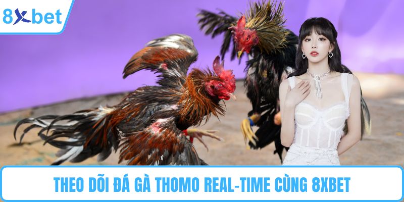 Theo dõi đá gà Thomo real-time cùng 8XBET